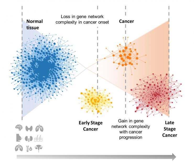 A graphic showing network complexity during various stages of cancer. (Graphic courtesy Zainab Arshad) A graphic showing network complexity during various stages of cancer. (Graphic courtesy Zainab Arshad)