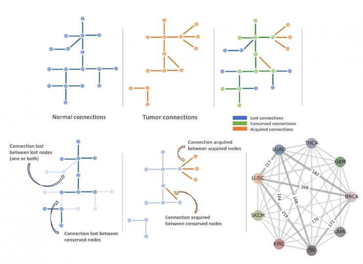 Cancer networks and nodes. (Graphic courtesy Zainab Arshad) Cancer networks and nodes. (Graphic courtesy Zainab Arshad)