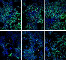 Image shows colony patterning