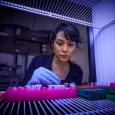 Biologists Invoke the Past in Modern Bacteria